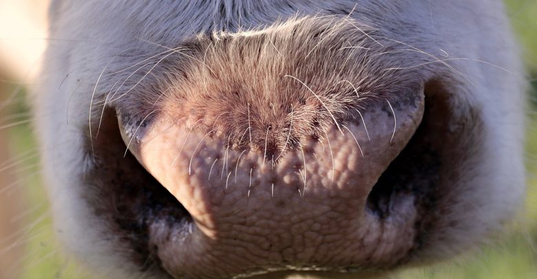 Krowa biegała po Placu Grunwaldzkim! Uciekła z uniwersytetu! (fot.pixabay.com)
