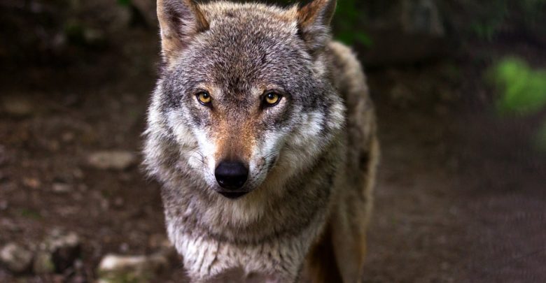 Wilki grasują w Kaletach! Takie zwierzę na Śląsku to rzadkość