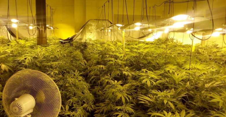 To nie plantacja, to puszcza! Zlikwidowano potężną uprawę konopi indyjskich! fot.Straż Graniczna