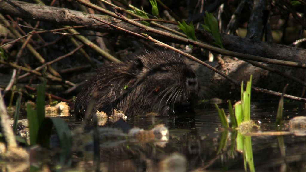 Nutrie opanowały Jaworzno i podbijają serca mieszkańców!