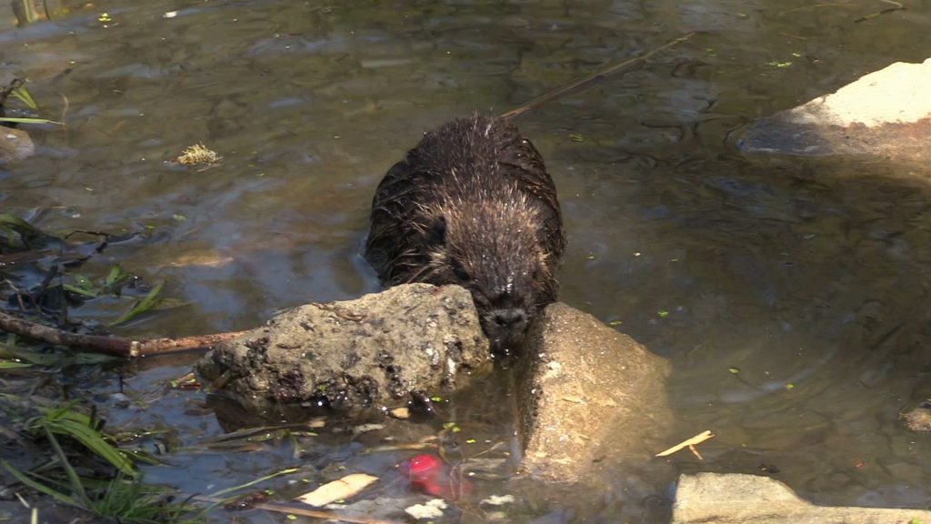 Nutrie opanowały Jaworzno i podbijają serca mieszkańców!