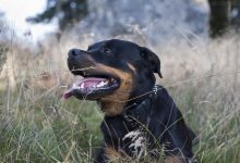 64-latka pogryziona przez dwa rottweilery. Kobieta z licznymi obrażeniami ciała trafiła do szpitala (fot.poglądowe/www.pixabay.com)