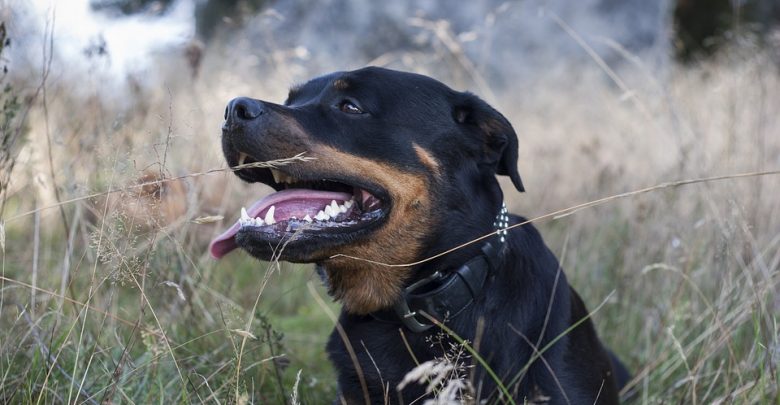 64-latka pogryziona przez dwa rottweilery. Kobieta z licznymi obrażeniami ciała trafiła do szpitala (fot.poglądowe/www.pixabay.com)