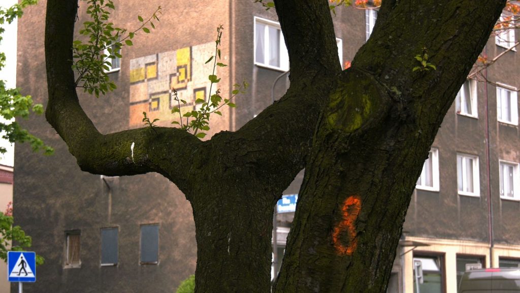 Katowiczanie są w szoku! Tauron chce wyciąć drzewa na Placu Grunwaldzkim!