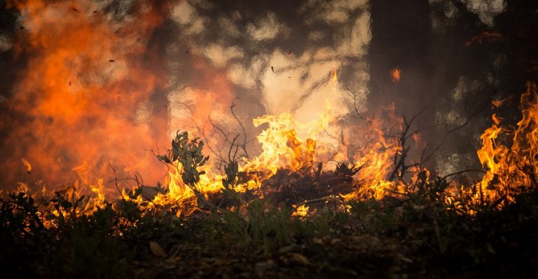 Płonący samochód w lesie. W środku znaleziono dwa ciała! (fot.poglądowe - pixabay.com)