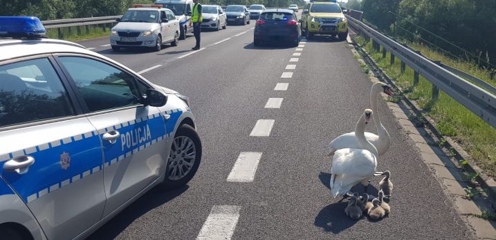 Policja wstrzymała ruch na drodze krajowej. Łabędzie szły do wody ;-) (fot.policja)
