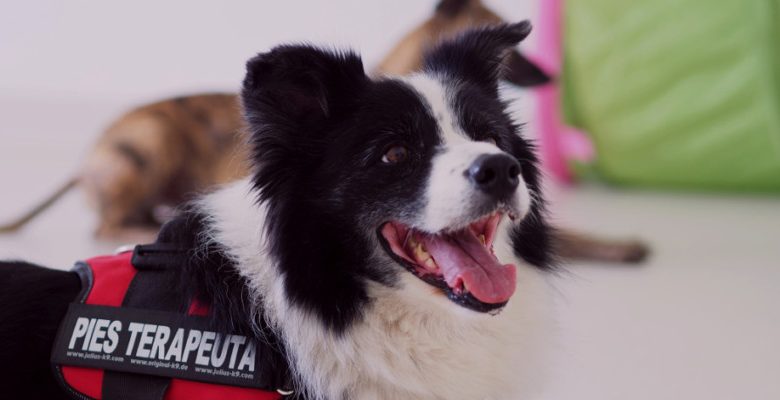 Dogoterapia tylko w Piekarach Śląskich! Psy pomagają w rehabilitacji dzieci