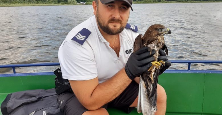 Uratowali tonącego drapieżnika. Myszołów żyje tylko dzięki katowickim policjantom (fot.Śląska Policja)