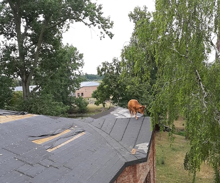 Krowa weszła na dach pałacu! Musieli ją ściągać strażacy! (fot.Ochotnicza Straż Pożarna w Sochocinie)