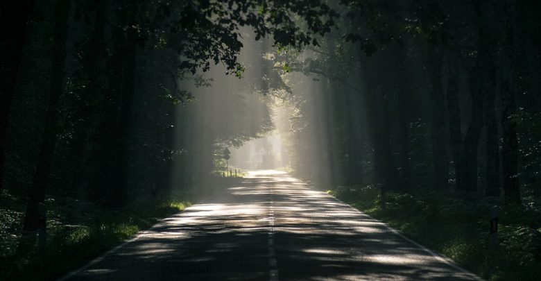 Wycinki drzew w Katowicach.Miasto wyznaczyło terminy (fot.poglądowe/www.pixabay.com)