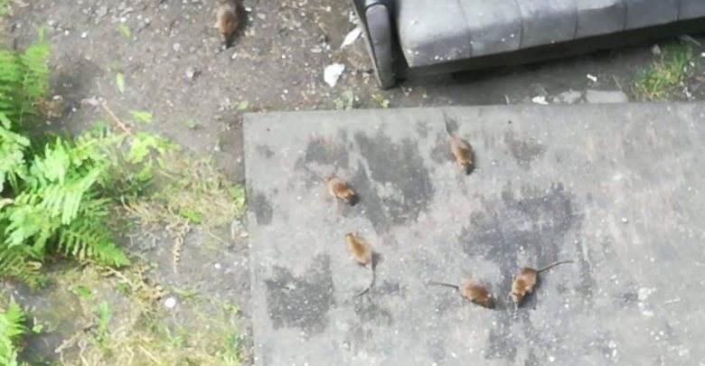 Walka ze szczurami w Mysłowicach! Są pierwsze efekty!