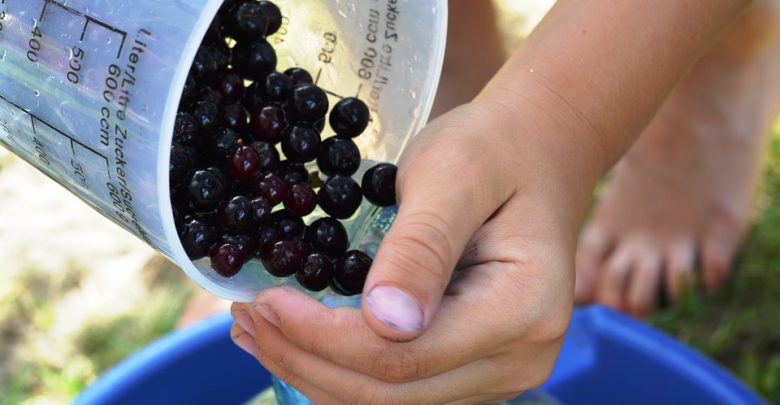 Aronia - superowoc o nadzwyczajnych właściwościach. Jakich?