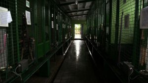 Miejskie Schronisko dla Zwierząt w Katowicach wyremontują za kasę z Budżetu Obywatelskiego!