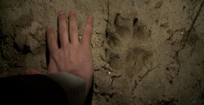Puma grasuje w Beskidach?! Była widziana w okolicach Jeleśni