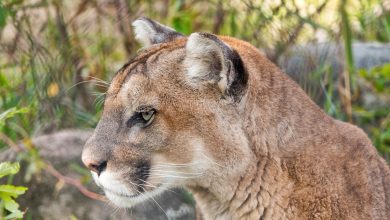 Śląskie: Puma wciąż na wolności! Drapieżnika widziano w Bieruniu, urząd wydał OSTRZEŻENIE! (fot.pixabay)