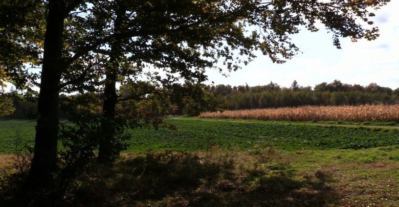 Ludzie pokazują na pobliski las i mówią - to niewyjaśnione, nie wiemy skąd się tam to wzięło! I dodają - w lesie stał się chyba cud!