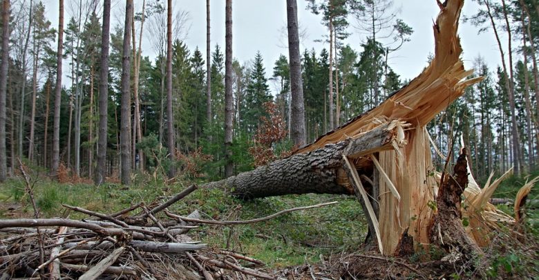 Poniedziałkowe wichury nad Polską. Jedna osoba nie żyje, 18 zostało rannych (fot.poglądowe/www.pixabay.com)