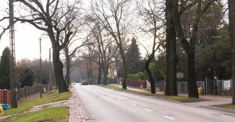 Setka dorodnych drzew pójdzie w Katowicach pod topór? Wycinka przy Owsianej budzi kontrowersje