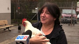 ...chodzi razem z psami, nie stresują jej koty, jest wielkim też żarłokiem, ogromnym i zdecydowanie preferuje rzeczy gotowane do jedzenia niż ziarno suche - mówi Barbara Malinowska, Schronisko dla Zwierząt w Gliwicach