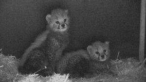 Przyszły na świat na początku października, ale dopiero teraz Śląski Ogród Zoologiczny pochwalił się małymi gepardami. Dwa małe gepardy dostały tymczasowe imiona – Malajka i Mia.