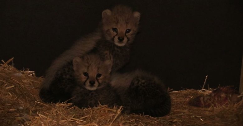 Przyszły na świat na początku października, ale dopiero teraz Śląski Ogród Zoologiczny pochwalił się małymi gepardami. Dwa małe gepardy dostały tymczasowe imiona – Malajka i Mia.