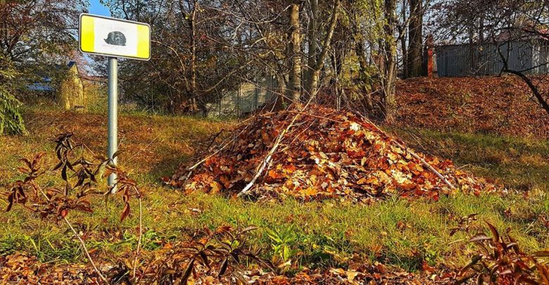 Dziś Dzień Jeża. Jaworzno i Częstochowa robią jeżo-strefy