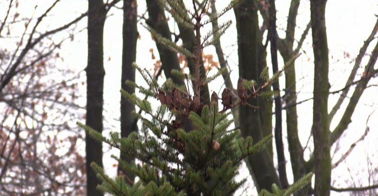 Choinka została zasadzona w Rozbarku w ramach akcji „Nie wyrzucaj choinki po świętach”. W tym roku Stowarzyszenie Miasto dla Mieszkańców oraz władze Bytomia po raz kolejny zachęcają do wzięcia udziału w akcji