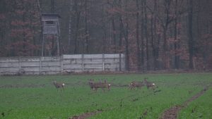 Kłusownicy dziesiątkują zwierzęta w śląskich lasach! Nikt nie jest w stanie ich powstrzymać?