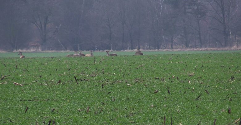 Kłusownicy dziesiątkują zwierzęta w śląskich lasach! Nikt nie jest w stanie ich powstrzymać?