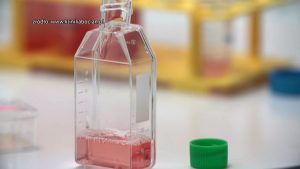 Sosnowiec podsumowuje 3 lata programu in vitro. Ma być nadal kontynuowany