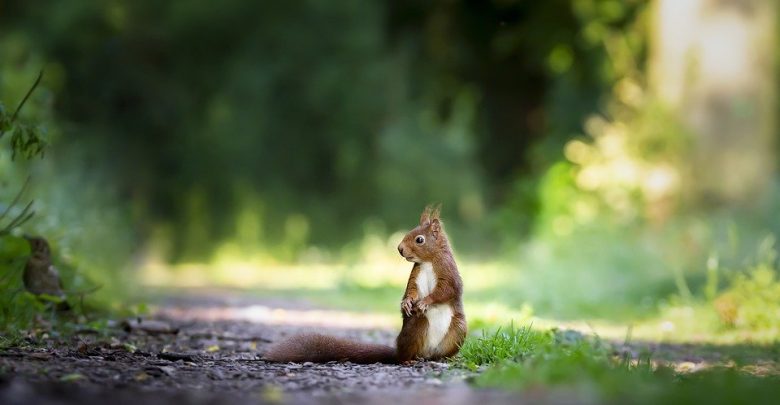 Ruda Śląska: Marcowy Bieg Wiewiórki odwołany! (fot.poglądowe/www.pixabay.com)
