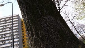 Katowice: Tajemnicze owady atakują Osiedle Tysiąclecia! Mieszkańcy przerażeni!