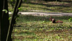 Na otwarcie ogrodów botanicznych i zoologicznych oraz obszarów i obiektów ochrony przyrody umieszczonych właśnie w punkcie 91.0 PKD trzeba więc czekać