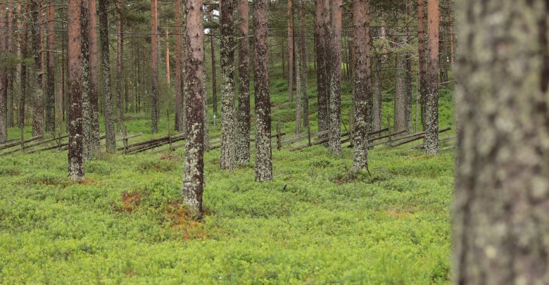 Epidemia koronawirusa: Wprowadzono ZAKAZ WSTĘPU DO LASU! (fot.pixabay.com)