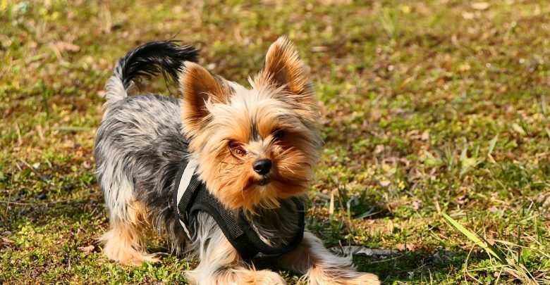 Wyrzuciła przez okno meble, narkotyki i yorka. Zwierzę nie przeżyło upadku. Kobiecie grozi 10 lat więzienia (fot.poglądowe/www.pixabay.com)