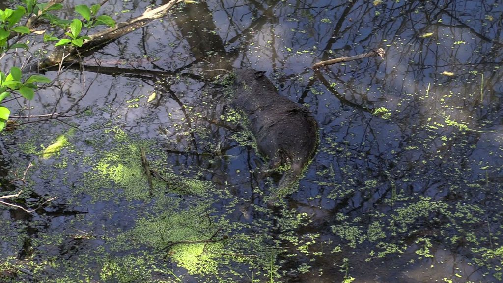 Śląskie: Martwe nutrie w stawie. Ktoś bestialsko zabił zwierzęta?