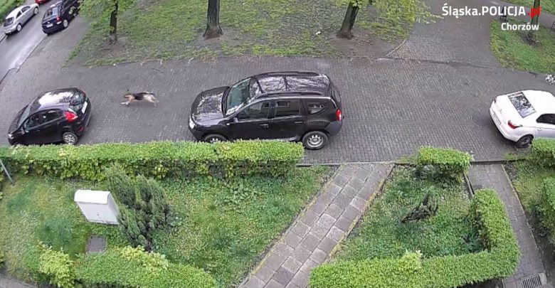 Chorzów: Poprzegryzane opony w autach. Policjanci ustalili wandala, jednak ten nie dostanie zarzutów (fot.Śląska Policja)