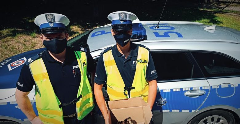 TO wideo chwyta za serce! Piekarska policja i jeden z kierowców uratowali kaczuszki!