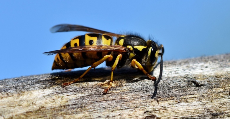 Osy i szerszenie: czy są niebezpieczne? (fot. pixabay.com)