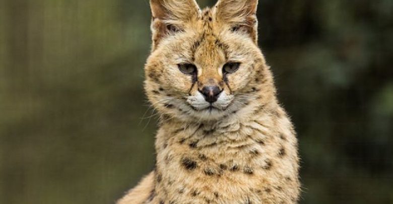 Słodka kicia? Śląskie ZOO w Chorzowie ma nowego mieszkańca. Afromeda przyjechała z Czech
