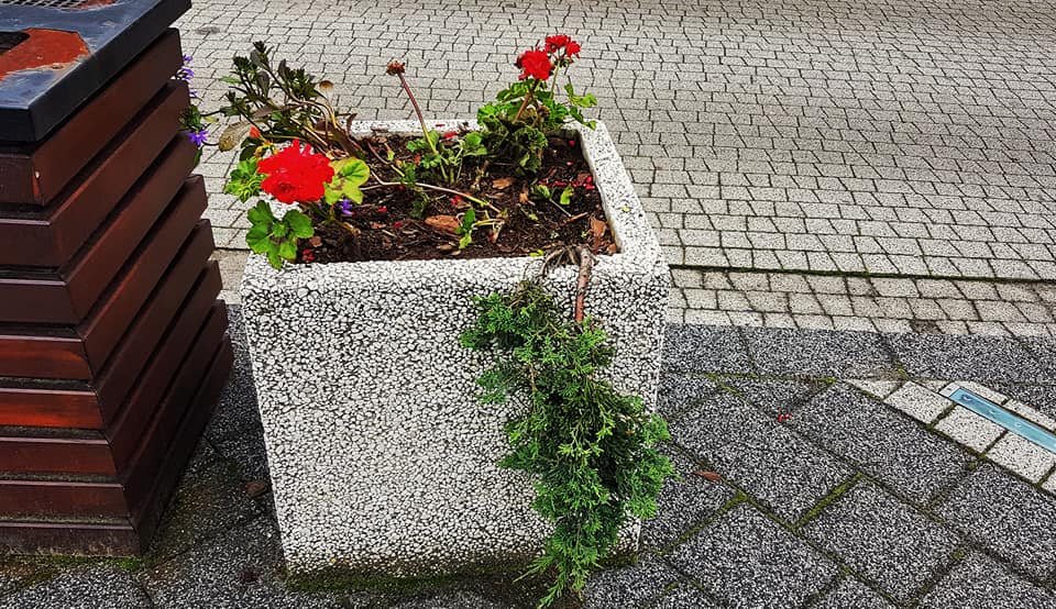 Jaworzno: ktoś zniszczył kwiatki na rynku. Okazało się, że to... kuny. Fot. MZDiM Jaworzno
