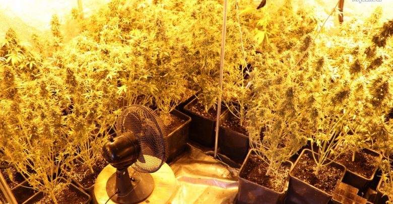 Śląskie: Wynajęła dom, który przerobiła na plantację konopi. Kobiecie grozi 8 lat więzienia (fot.Śląska Policja)