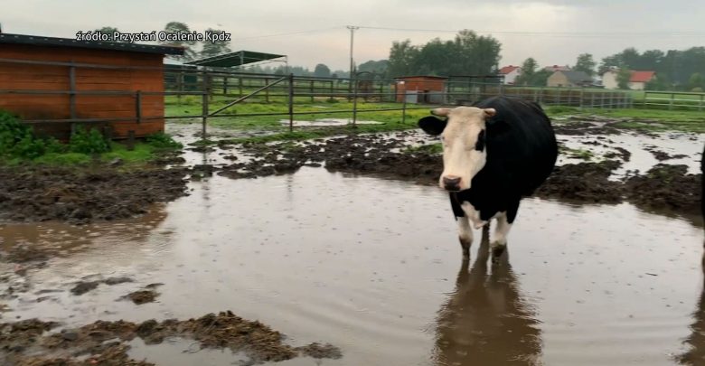 Przystań Ocalenie w Ćwiklicach niedaleko Pszczyny, w której schronienie znajdują zwierzęta uratowane przed rzeźnią, w drugiej połowie czerwca została zalana przez intensywne deszcze