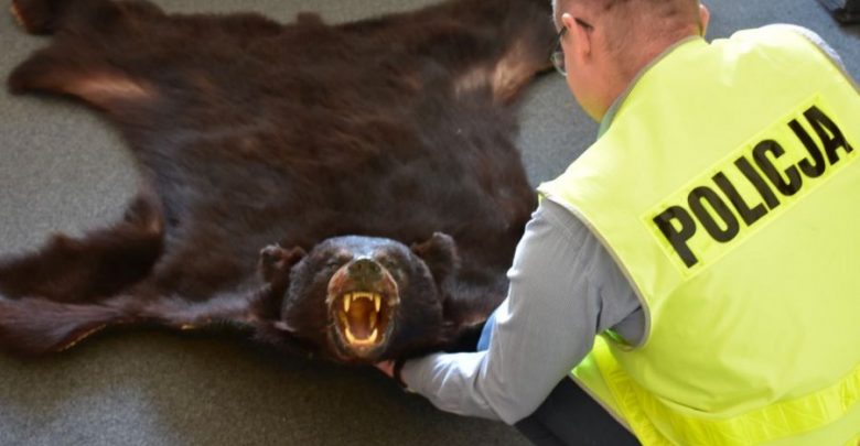 Ile można dostać za skórę z niedźwiedzia? Nawet 5 lat! (foto.policja)