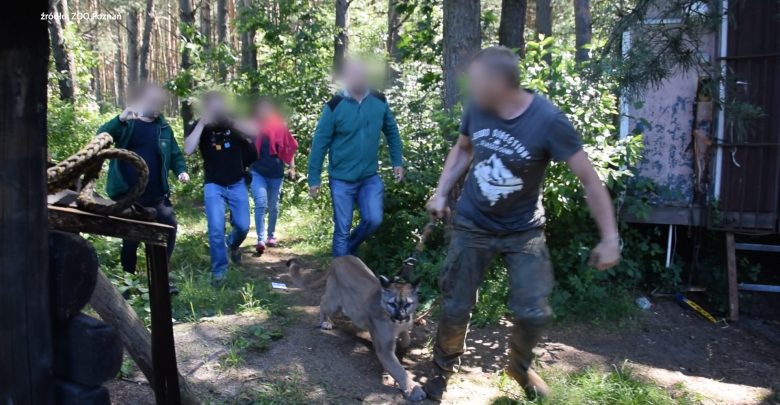 Uciekł z pumą. Policja z Zawiercia wydała oświadczenie