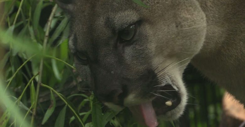 Kochają się, a mogą patrzeć na siebie przez kraty! Puma Kamila Stanka trafiła do ZOO w Chorzowie