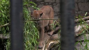 Kochają się, a mogą patrzeć na siebie przez kraty! Puma Kamila Stanka trafiła do ZOO w Chorzowie