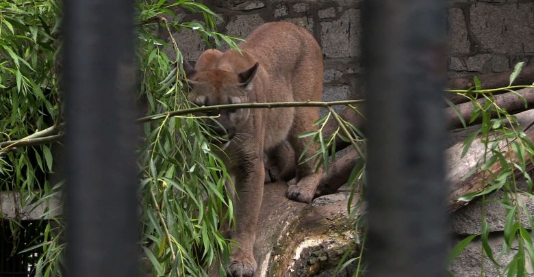 Jest ugoda w sprawie pumy Nubii! Puma zostaje w ZOO w Chorzowie!