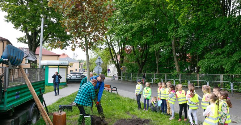 Katowice posadzą kolejne drzewa z aplikacji. Pierwsze nasadzenia już jesienią (fot.UM Katowice)