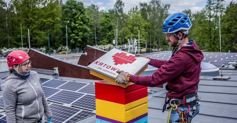 Katowice produkują swój własny miód! Trafi prosto do mieszkańców (fot. UM Katowice)